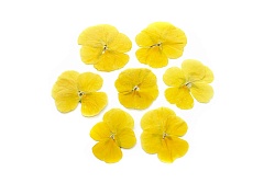 Виола обезвоженная "Солнечный рай" плоская 20 шт